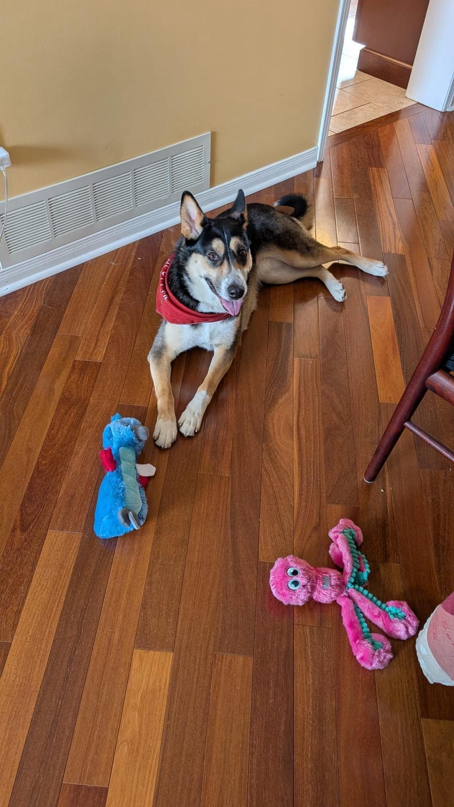 Enlarge Queenie , a Adoptable mixed breed in Brantford, ON image 6/6