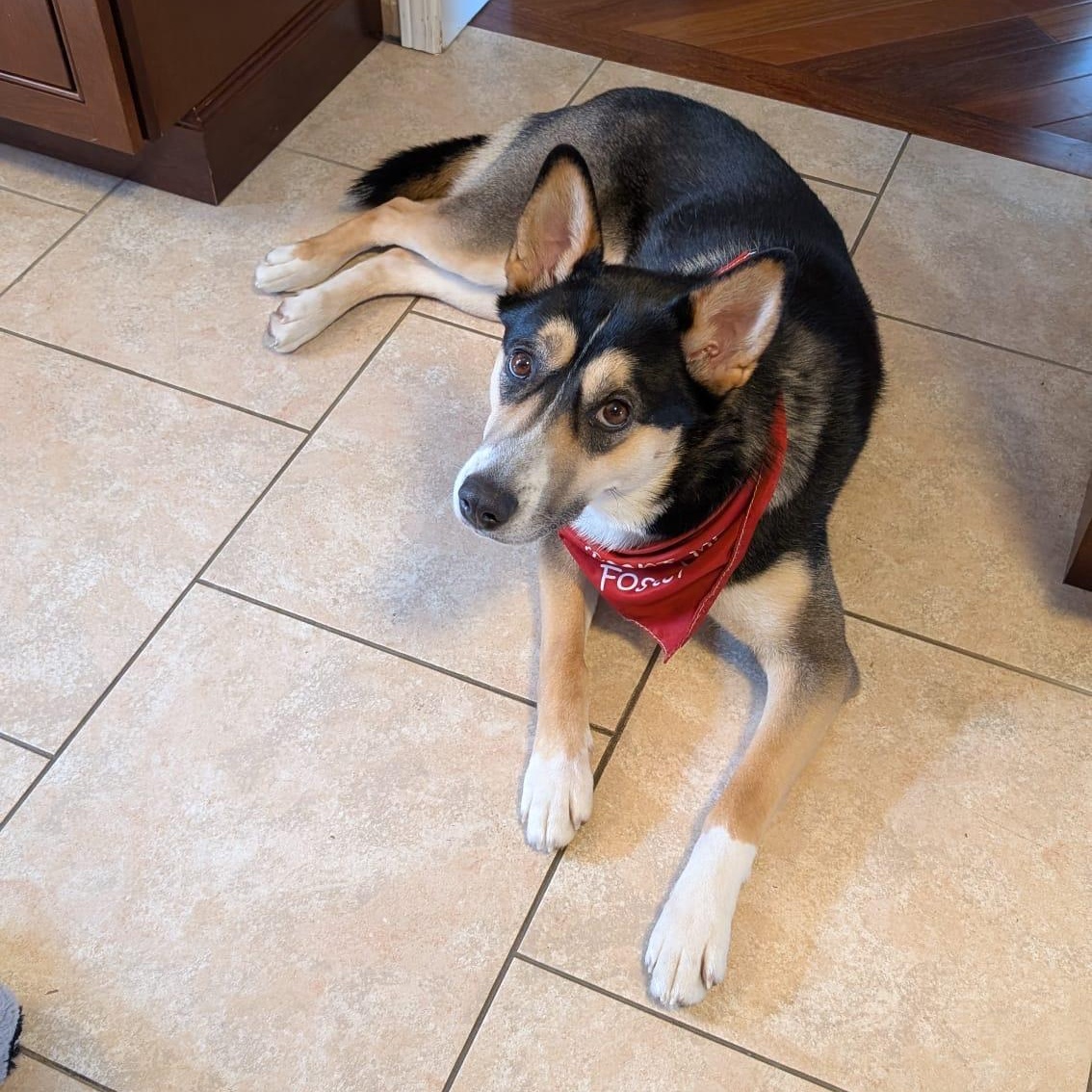 Queenie , Adoptable, Adult Female German Shepherd Dog & Labrador Retriever.