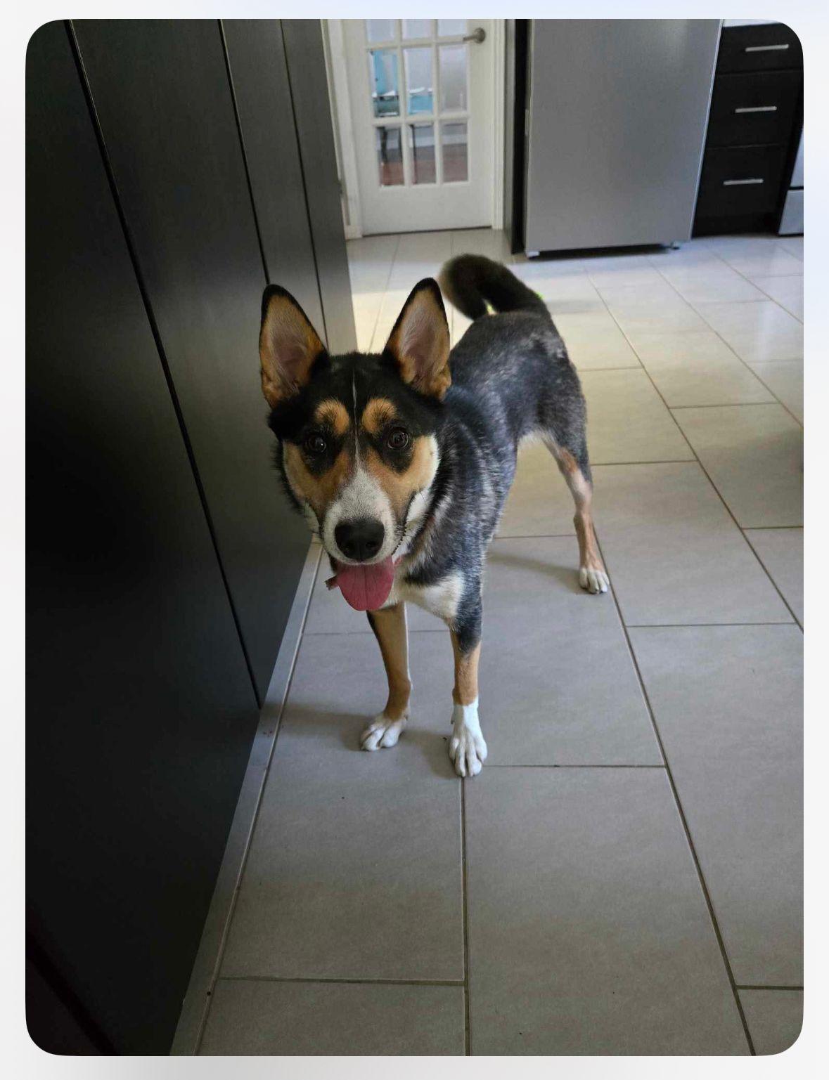 Cheeka, a Adoptable mixed breed in Brantford, ON image 5/5