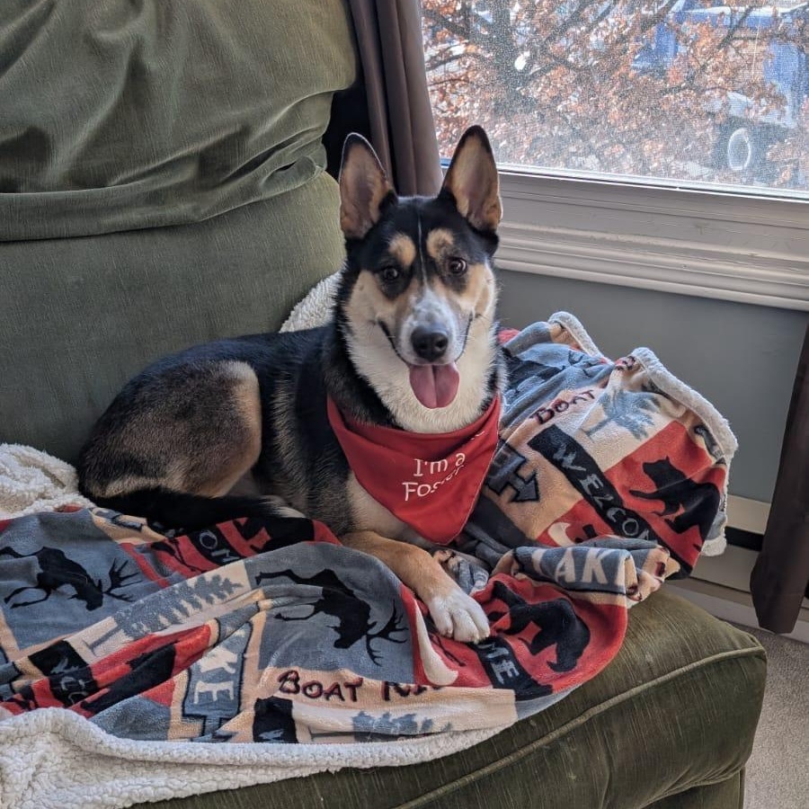 Enlarge Queenie , a Adoptable mixed breed in Brantford, ON image 4/6