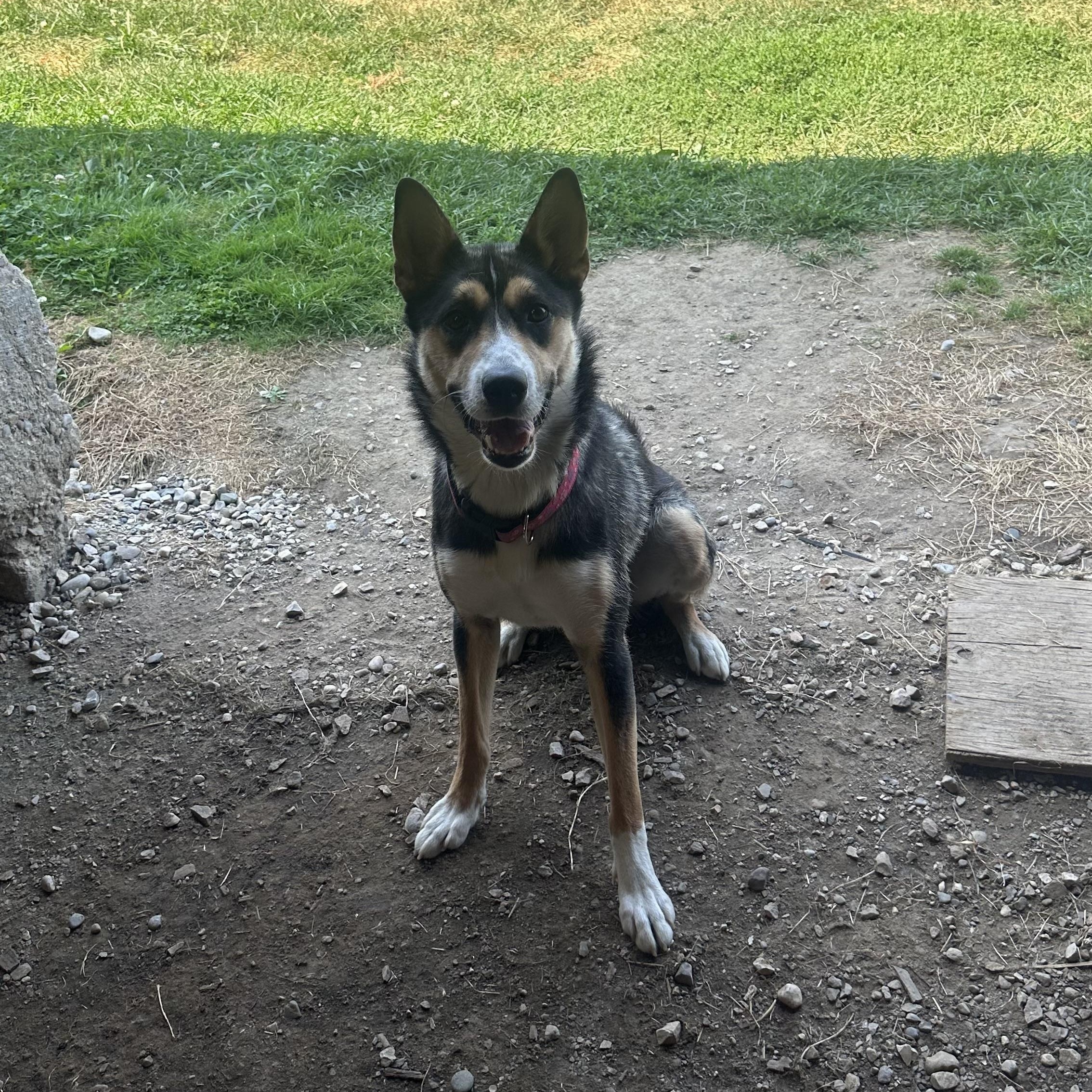 Cheeka, a Adoptable mixed breed in Brantford, ON image 2/5