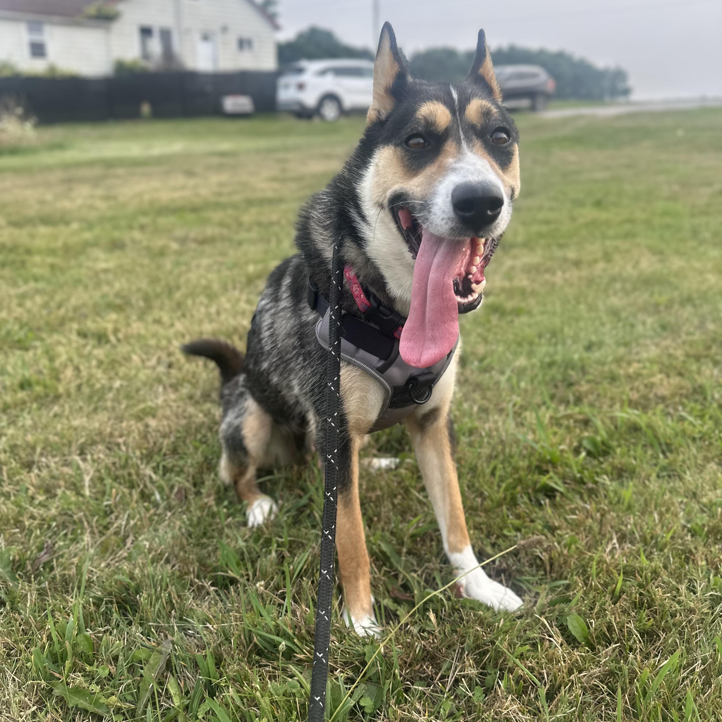 Cheeka, a Adoptable mixed breed in Brantford, ON image 4/5