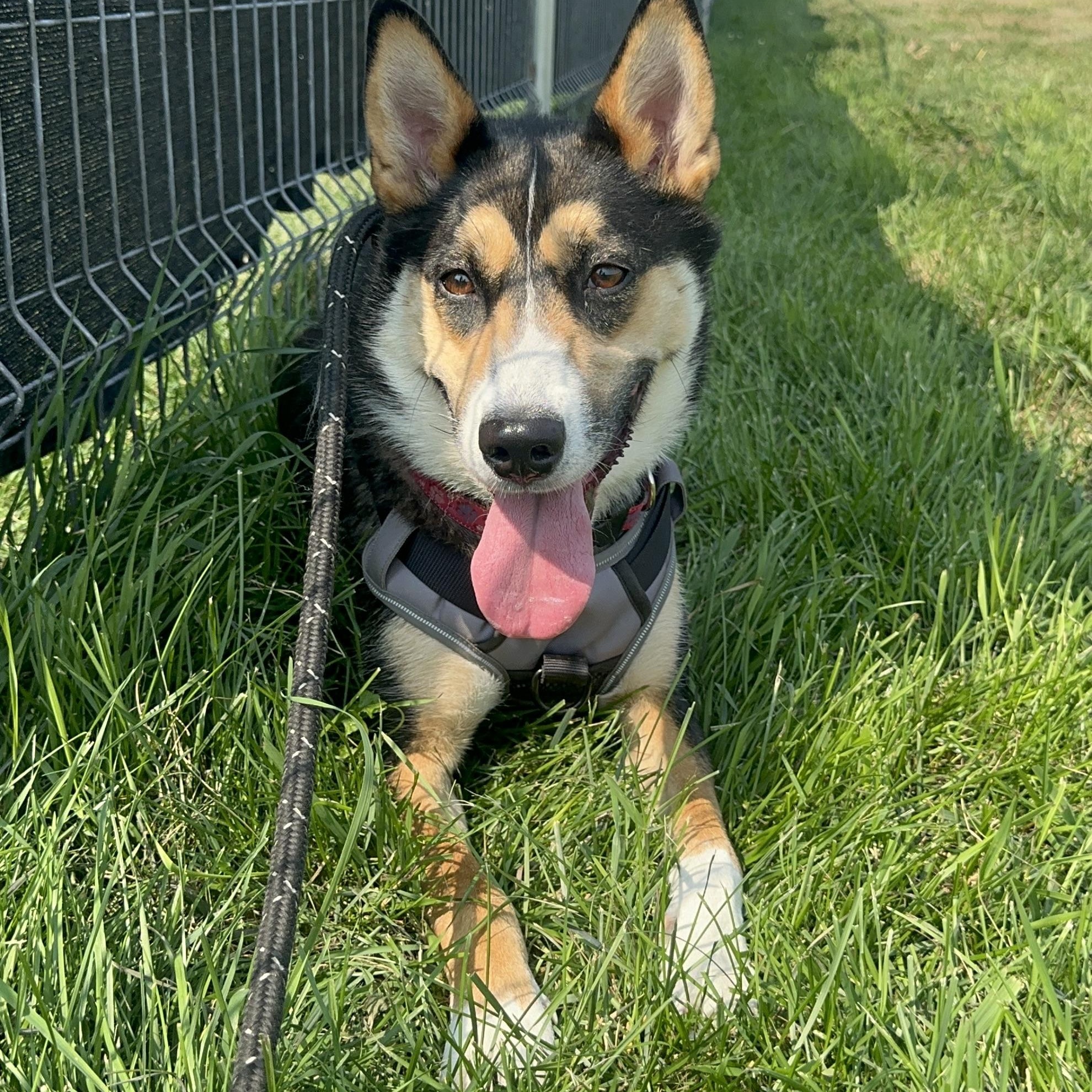 Cheeka, Adoptable, Young Female German Shepherd Dog & Labrador Retriever.