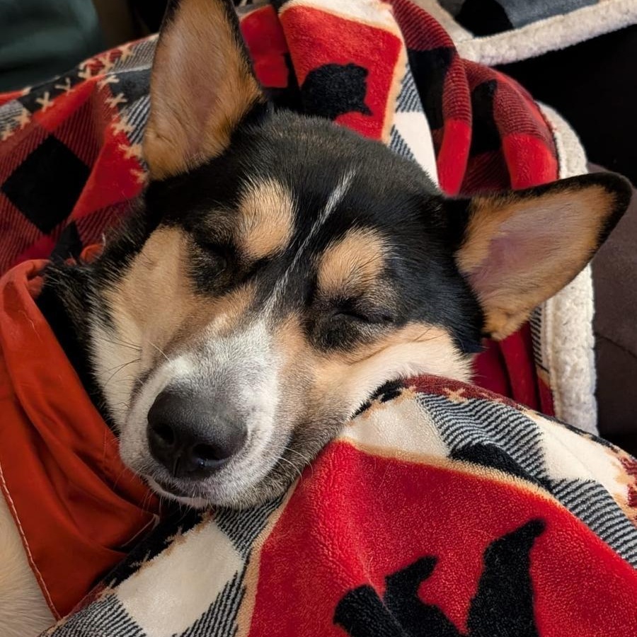 Enlarge Queenie , a Adoptable mixed breed in Brantford, ON image 3/6