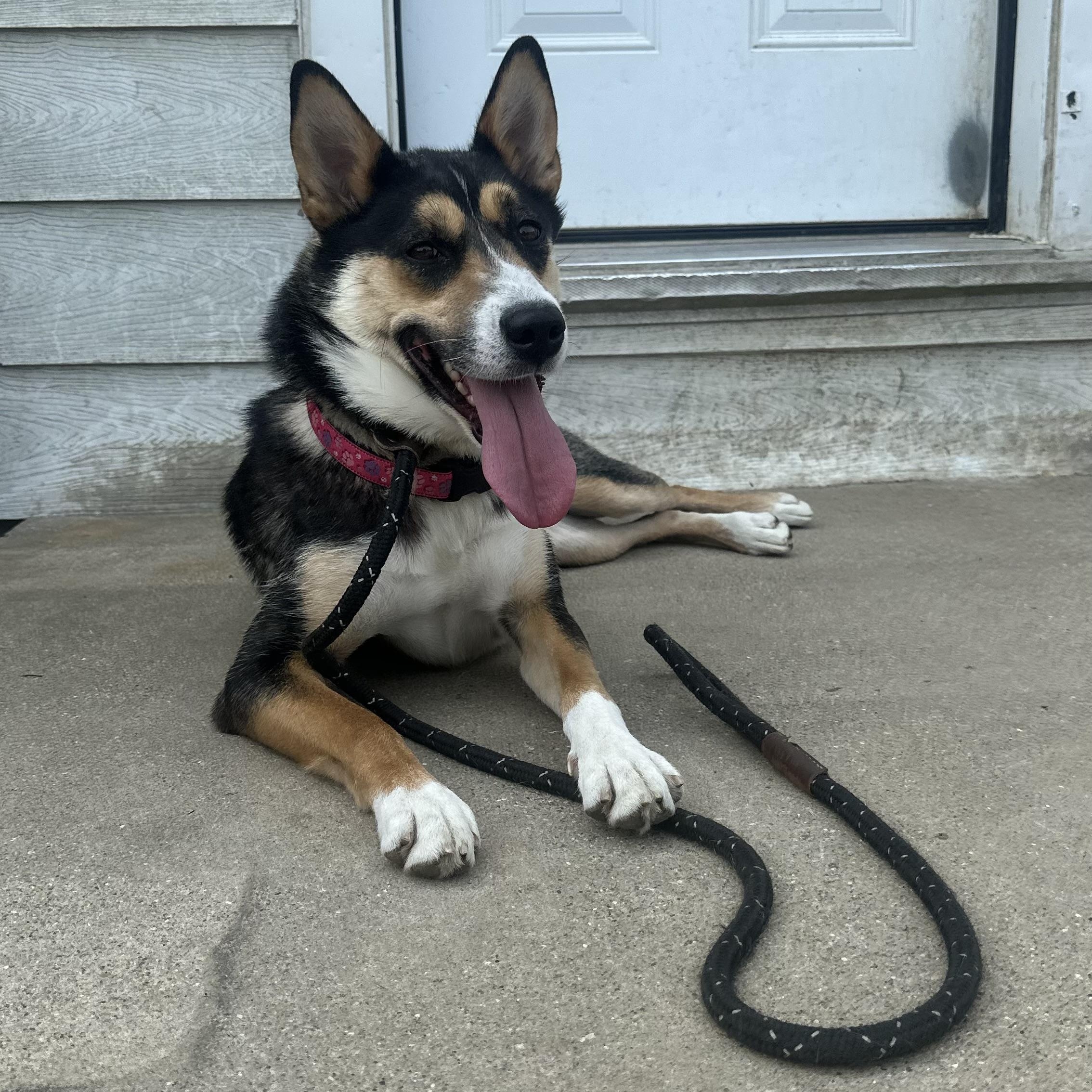 Cheeka, a Adoptable mixed breed in Brantford, ON image 3/5
