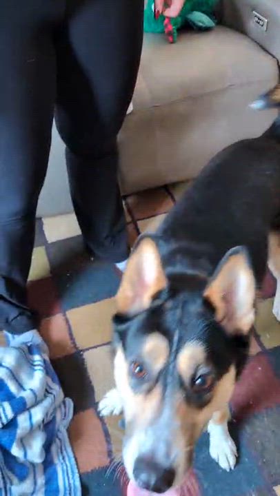 Enlarge Queenie , a Adoptable mixed breed in Brantford, ON video 2/6