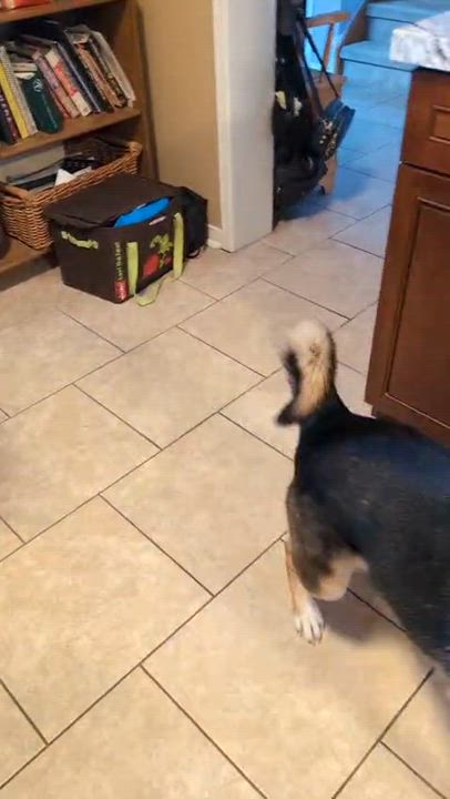 Enlarge Queenie , a Adoptable mixed breed in Brantford, ON video 5/6