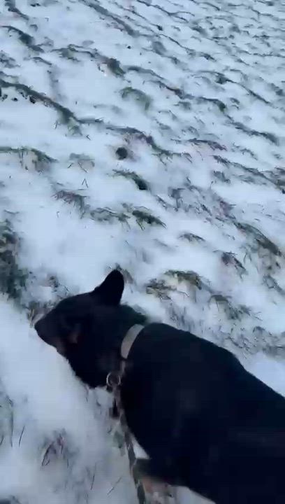 Enlarge Queenie (Aka Cheeka), a Adoptable mixed breed in Brantford, ON video 6/6