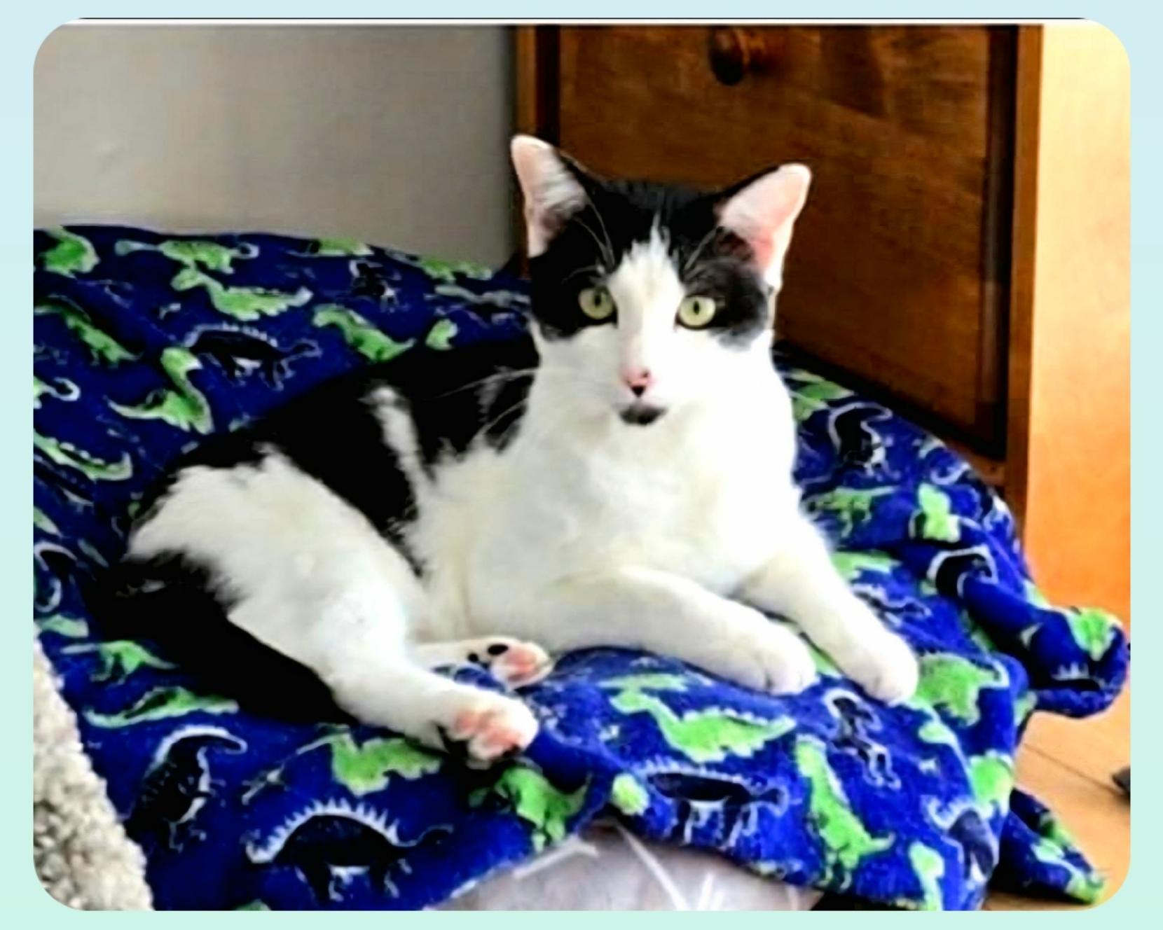 Enlarge River (Orlando,  FL), a ADOPTABLE American Shorthair in Orlando, FL image 1/3