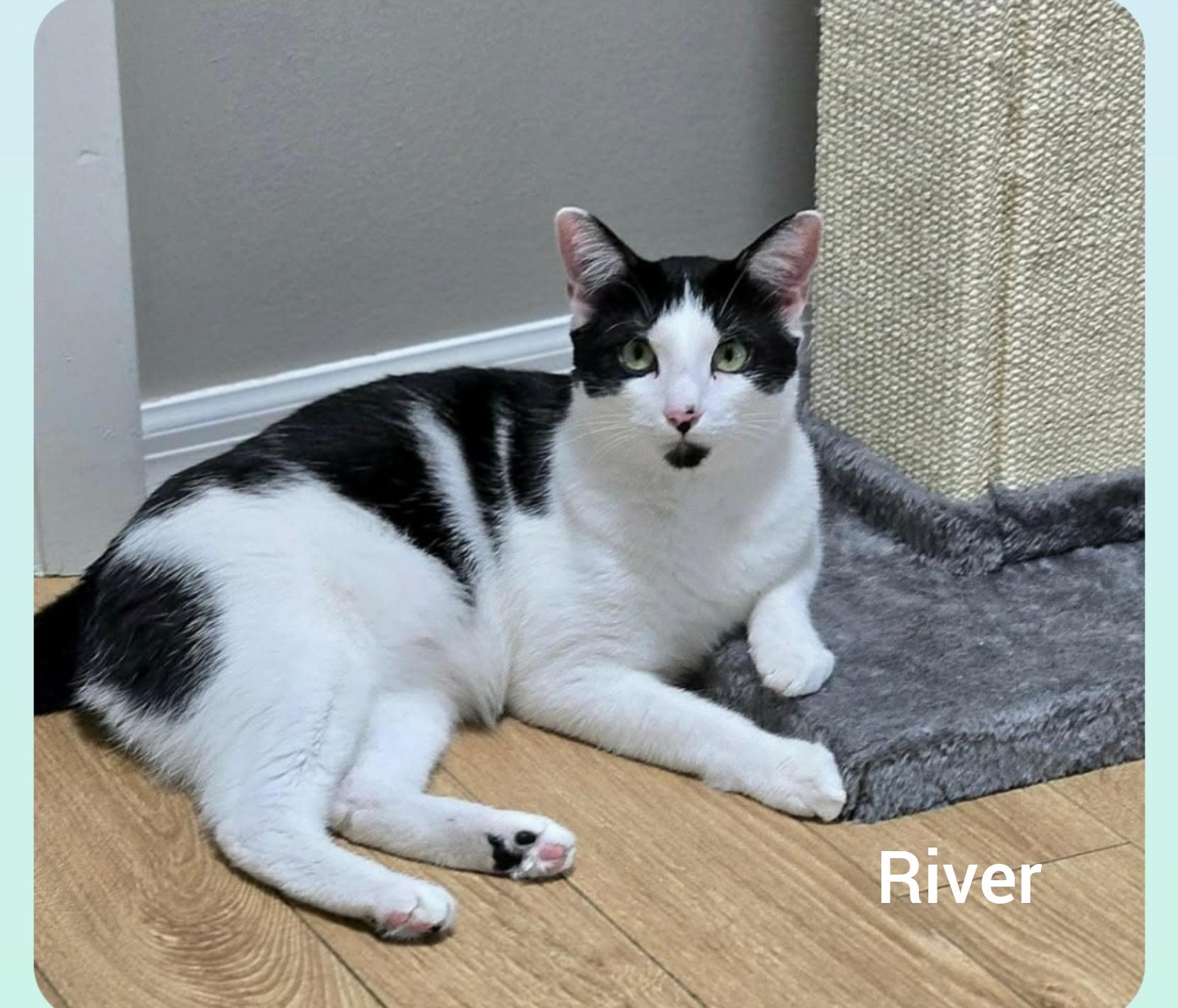 Enlarge River (Orlando,  FL), a ADOPTABLE American Shorthair in Orlando, FL image 2/3