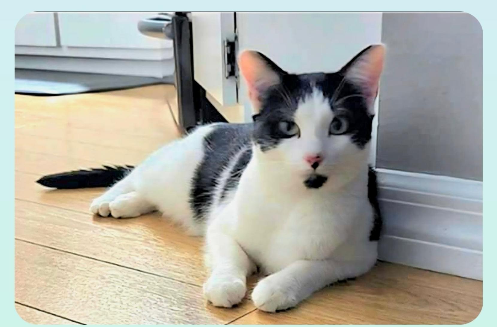 Enlarge River (Orlando,  FL), a ADOPTABLE American Shorthair in Orlando, FL image 3/3
