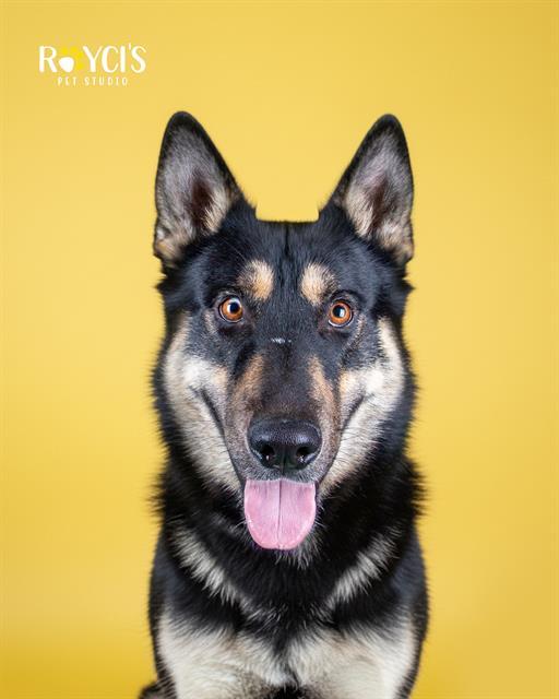 PARALLEL, Adoptable, Young Male German Shepherd Dog.
