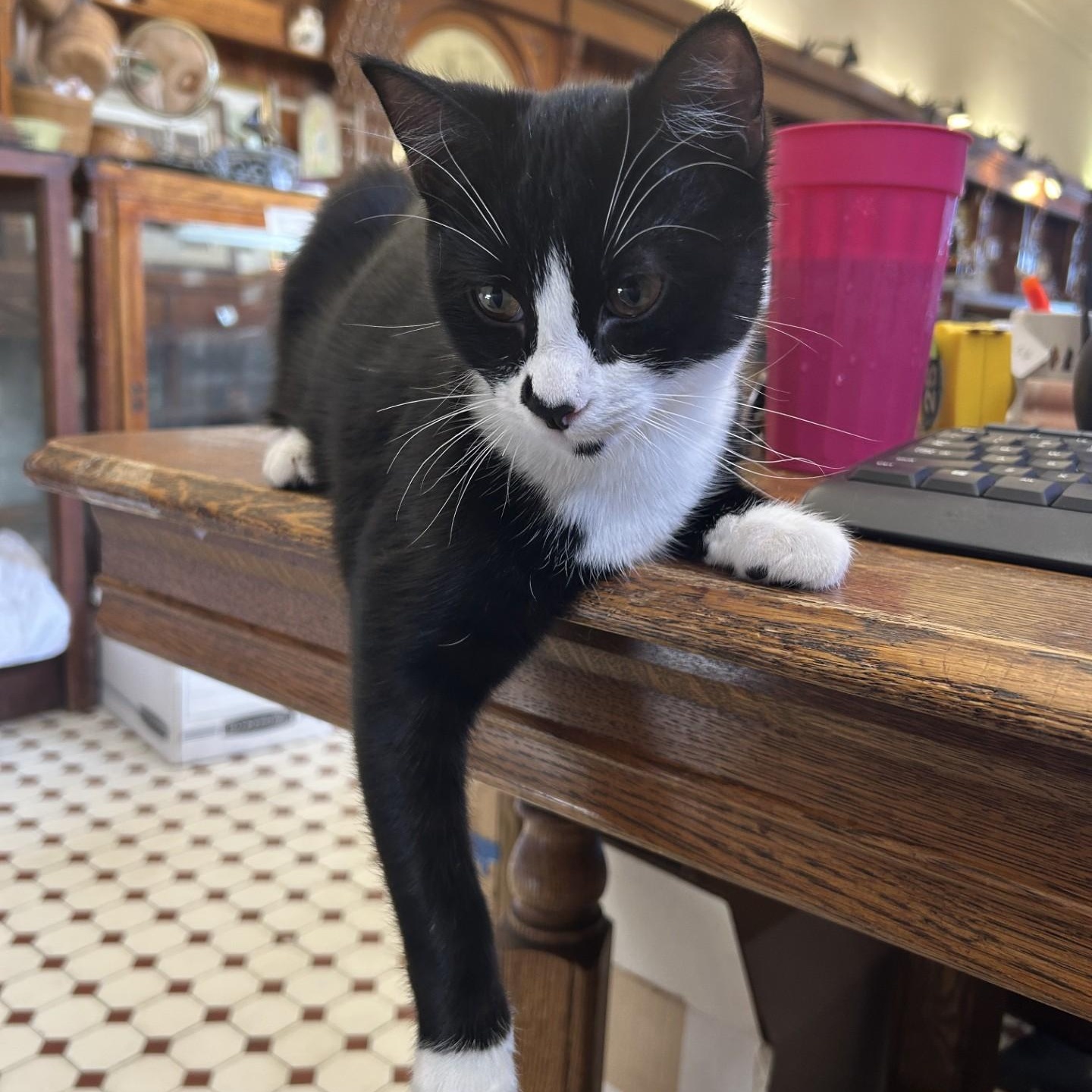 Orwell, a Adoptable Domestic Short Hair in Springdale, AR image 1/2