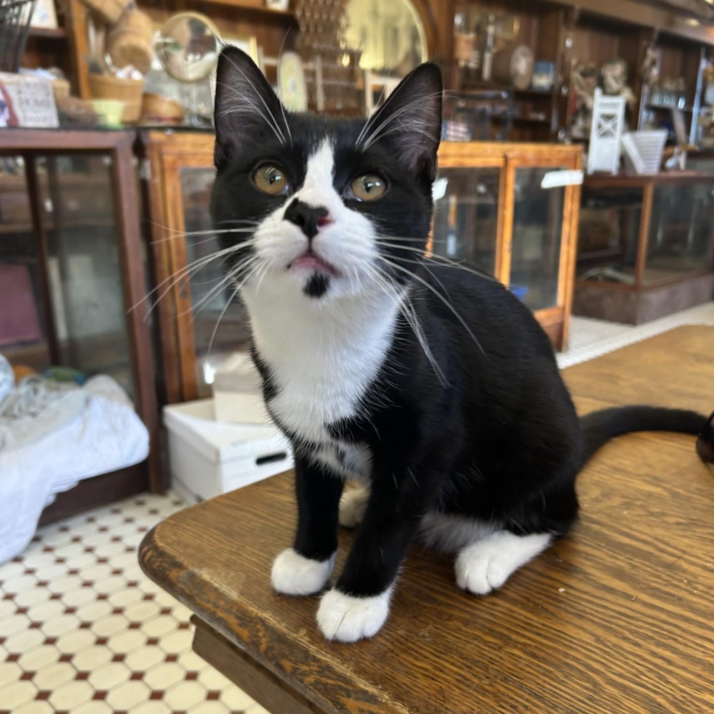 Orwell, a Adoptable Domestic Short Hair in Springdale, AR image 2/2