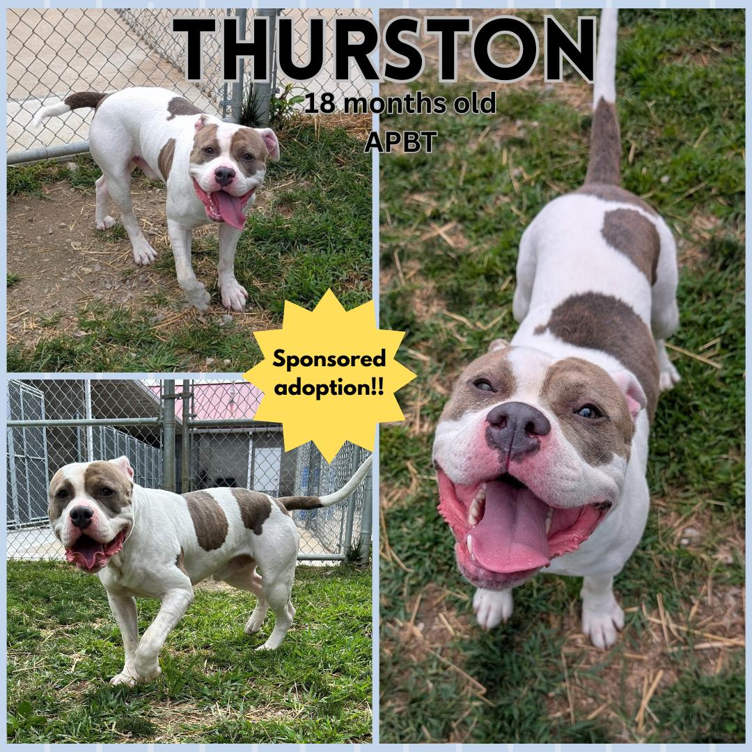 Thurston