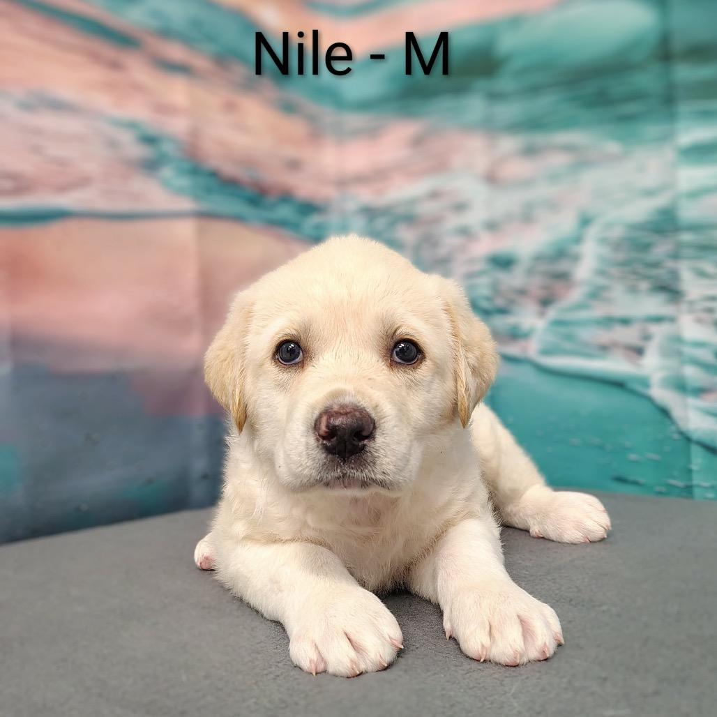 Enlarge Nile, a Adoptable mixed breed in Griswold, CT image 1/1