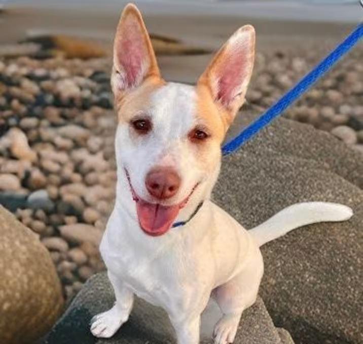 Bella, adoptable, Adult Female Terrier & Shepherd.