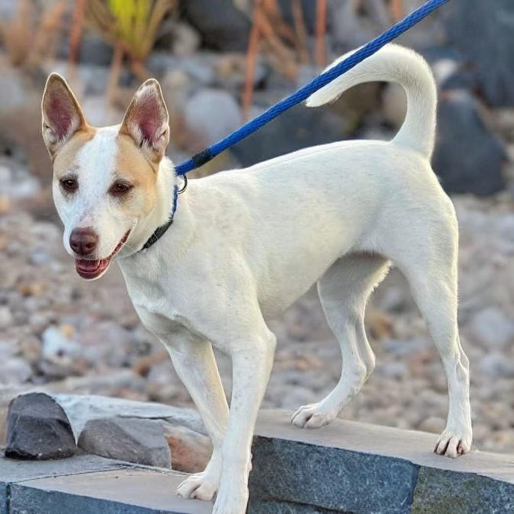 Enlarge Bella, an adoptable mixed breed in Canoga Park, CA image 3/3