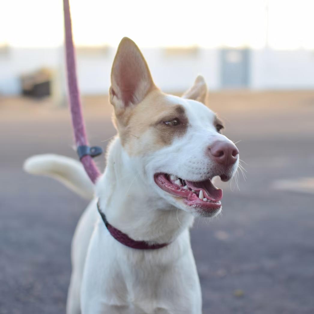 Enlarge Bella, an adoptable mixed breed in Canoga Park, CA image 2/3
