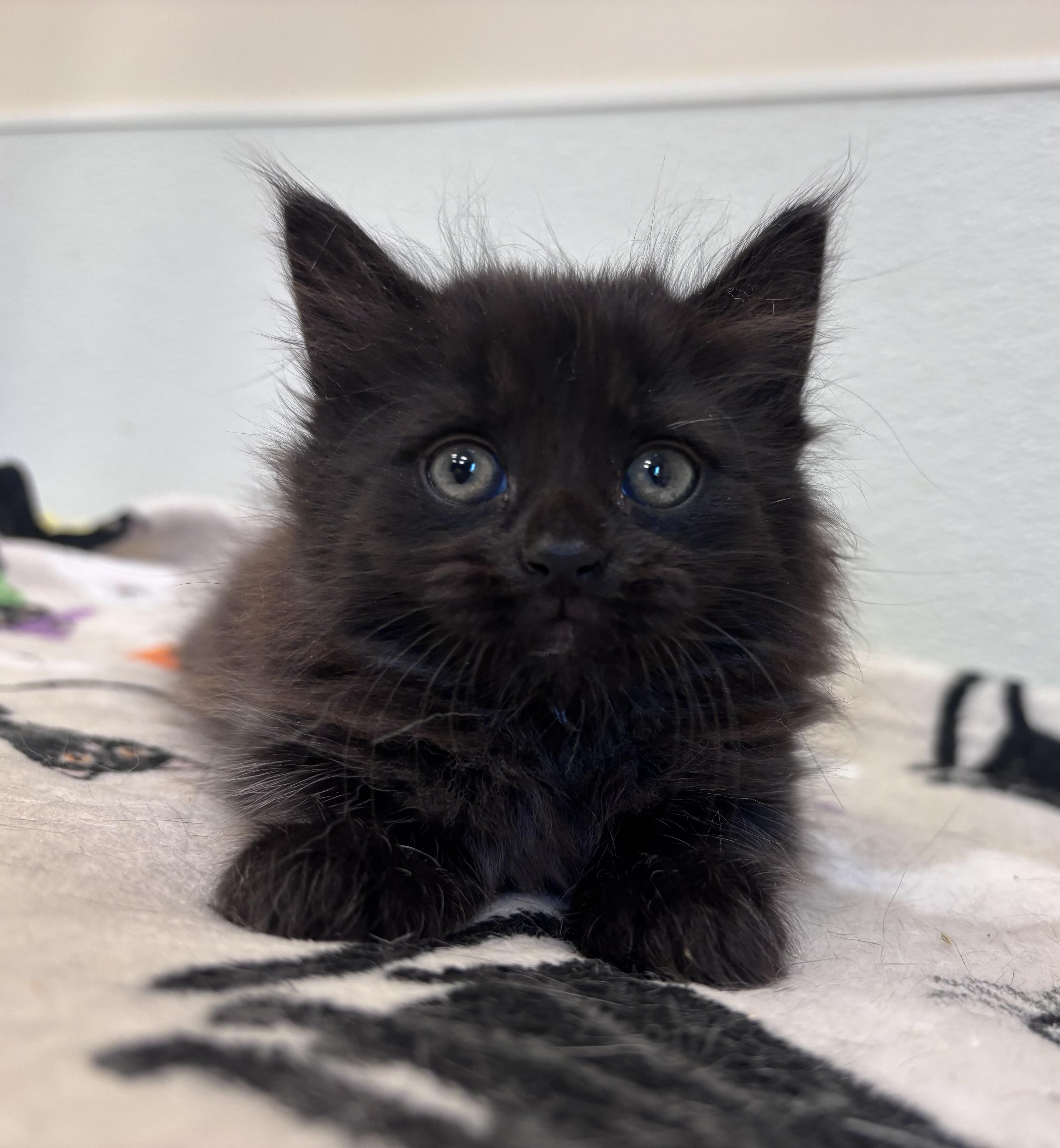 Boink, adopted, Kitten Female Domestic Long Hair.