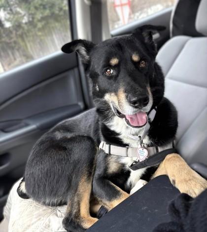 Little Boy, a Adoptable mixed breed in Washington, DC image 1/3