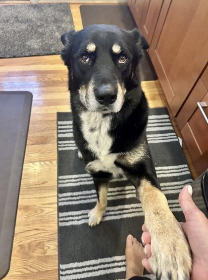 Enlarge Little Boy, a Adoptable mixed breed in Washington, DC image 1/3