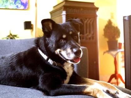 Little Boy, a Adoptable mixed breed in Washington, DC image 3/3