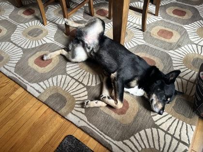 Enlarge Little Boy, a Adoptable mixed breed in Washington, DC image 2/3