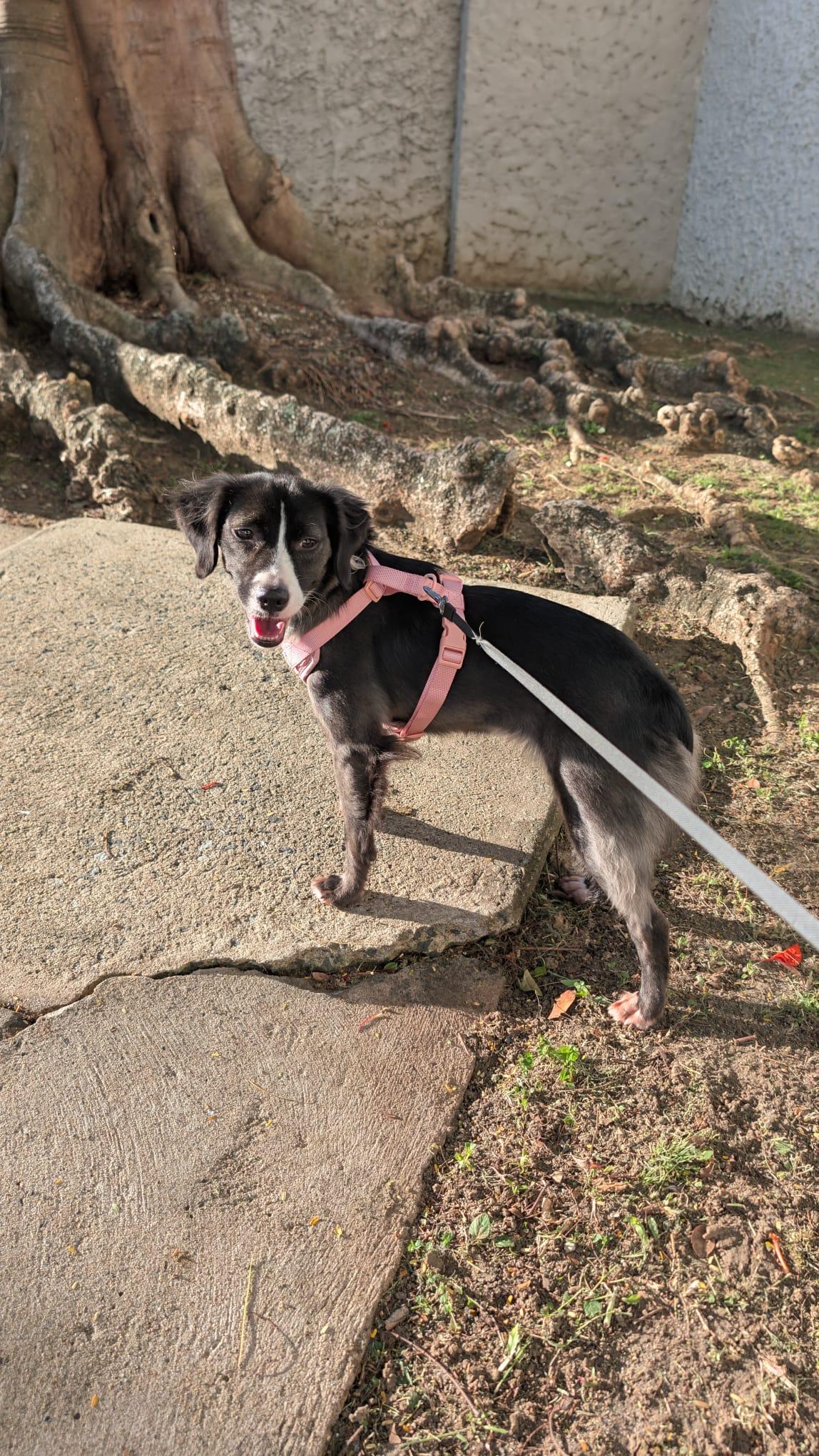 Enlarge Zukie - The Cutie, a Adoptable mixed breed in VERNON, NJ image 4/6