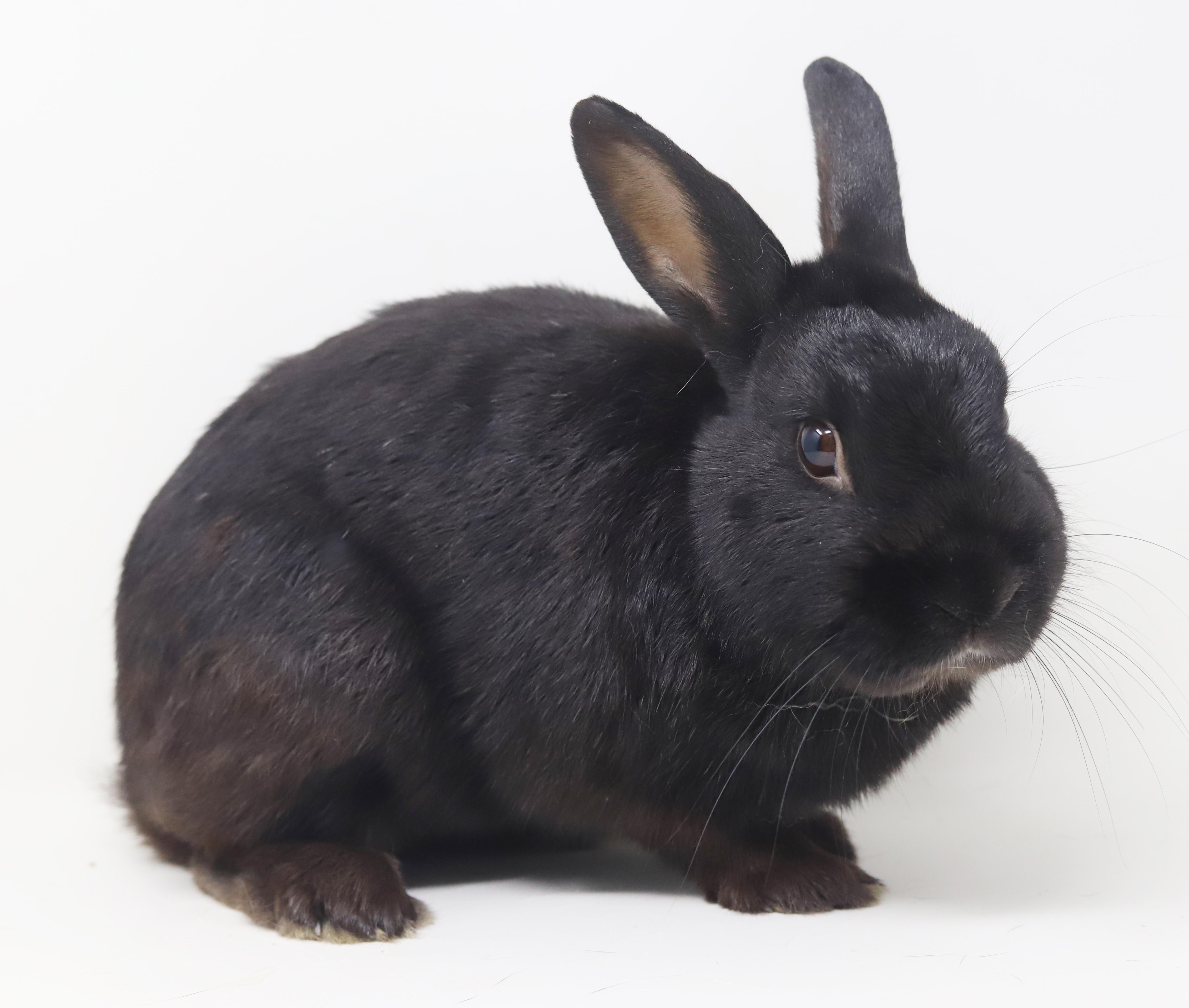 Enlarge Aladdin is our prince of cuddles n' snuggles THERAPY BUNNY WOW, a Adoptable Havana in Bedford Hills, NY image 6/6