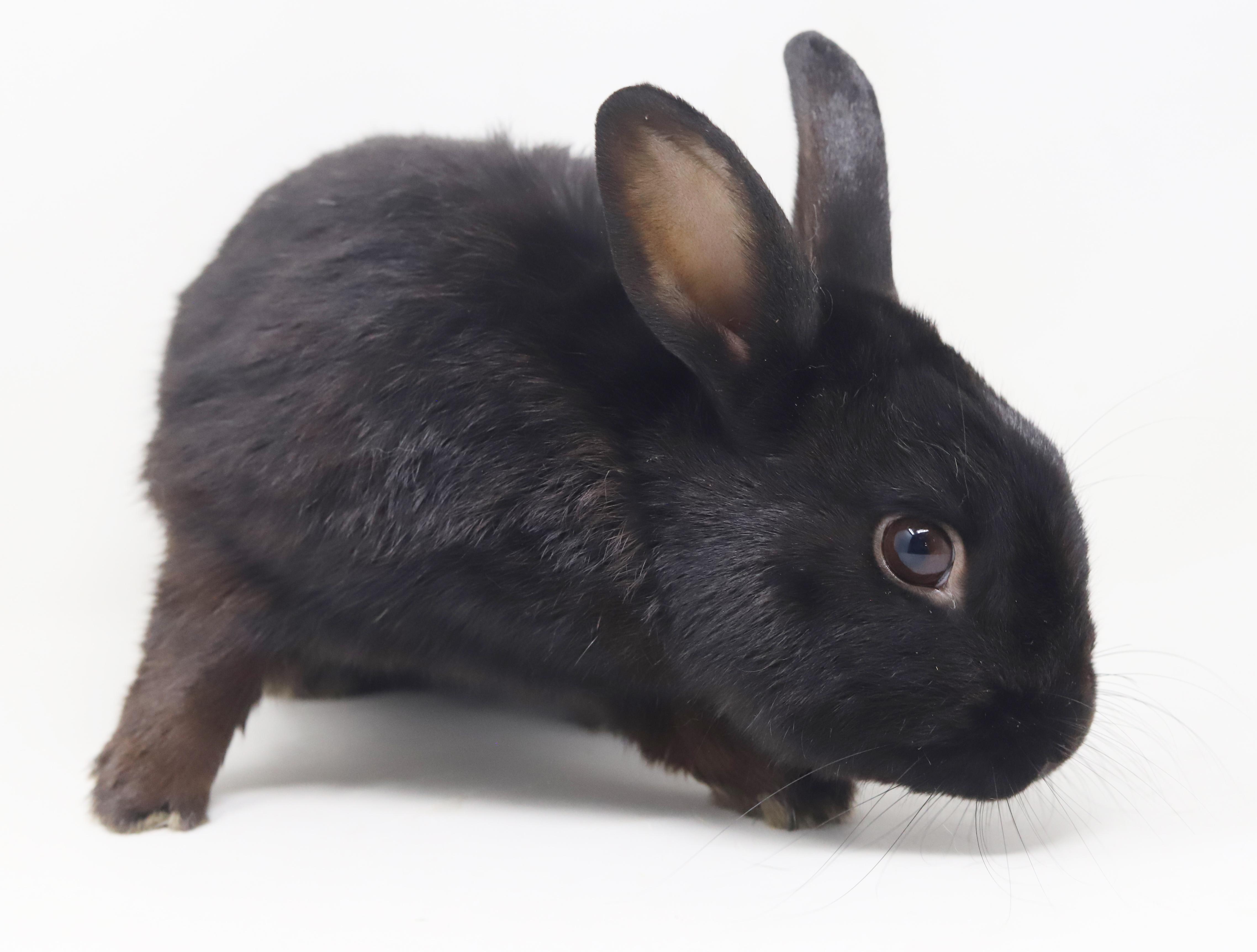 Enlarge Aladdin is our prince of cuddles n' snuggles THERAPY BUNNY WOW, a Adoptable Havana in Bedford Hills, NY image 4/6