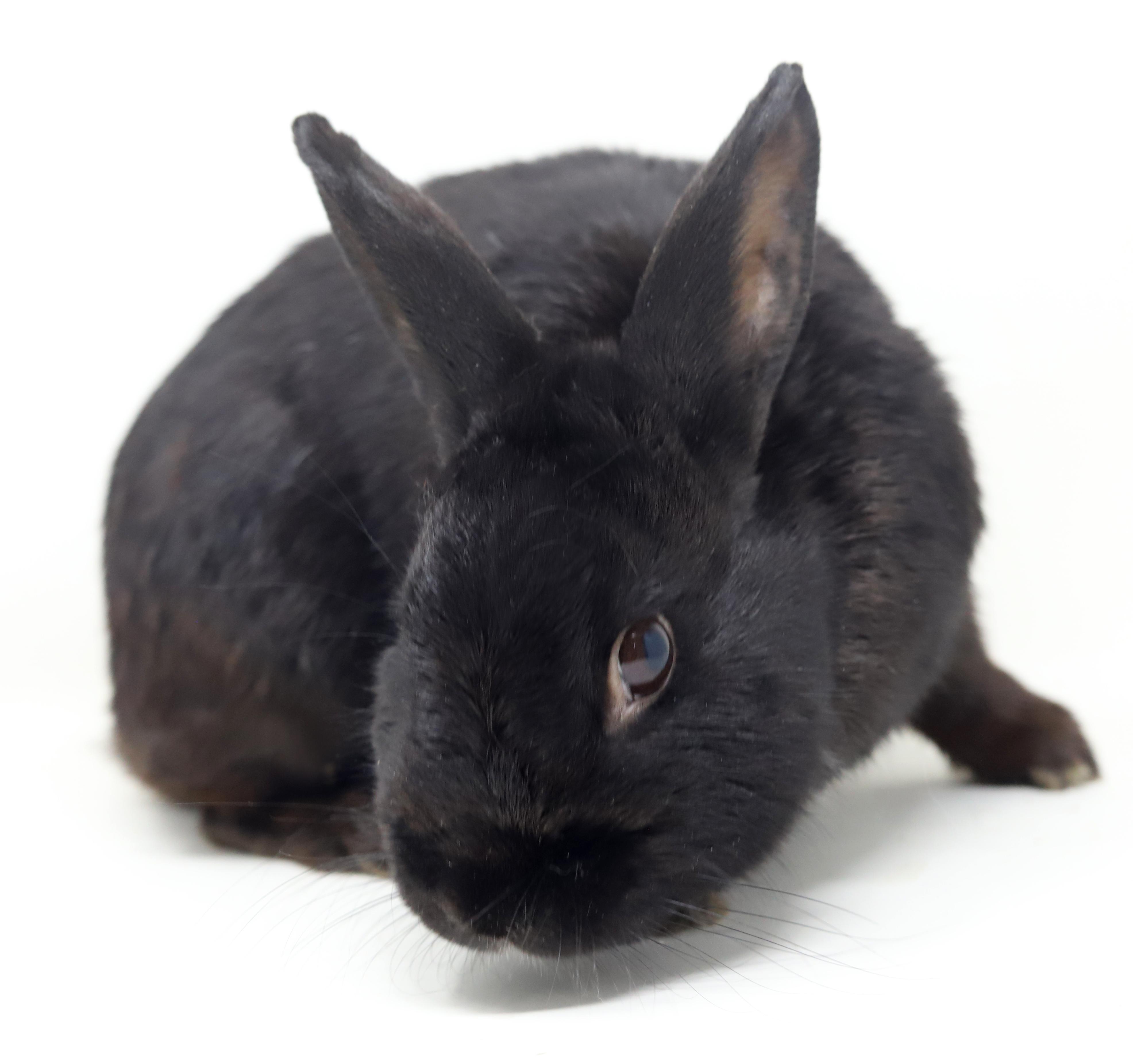 Enlarge Aladdin is our prince of cuddles n' snuggles THERAPY BUNNY WOW, a Adoptable Havana in Bedford Hills, NY image 3/6