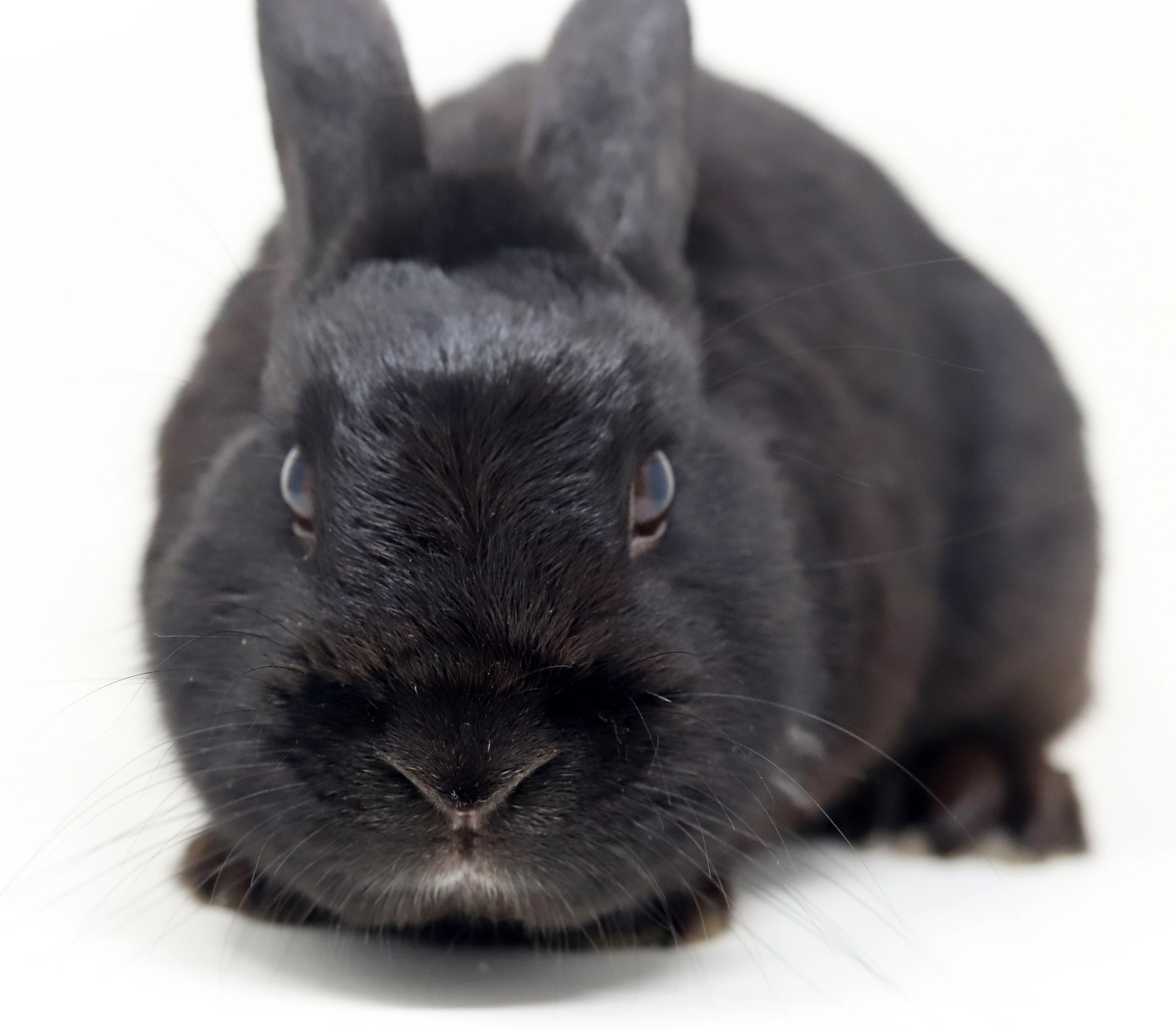 Enlarge Aladdin is our prince of cuddles n' snuggles THERAPY BUNNY WOW, a Adoptable Havana in Bedford Hills, NY image 2/6