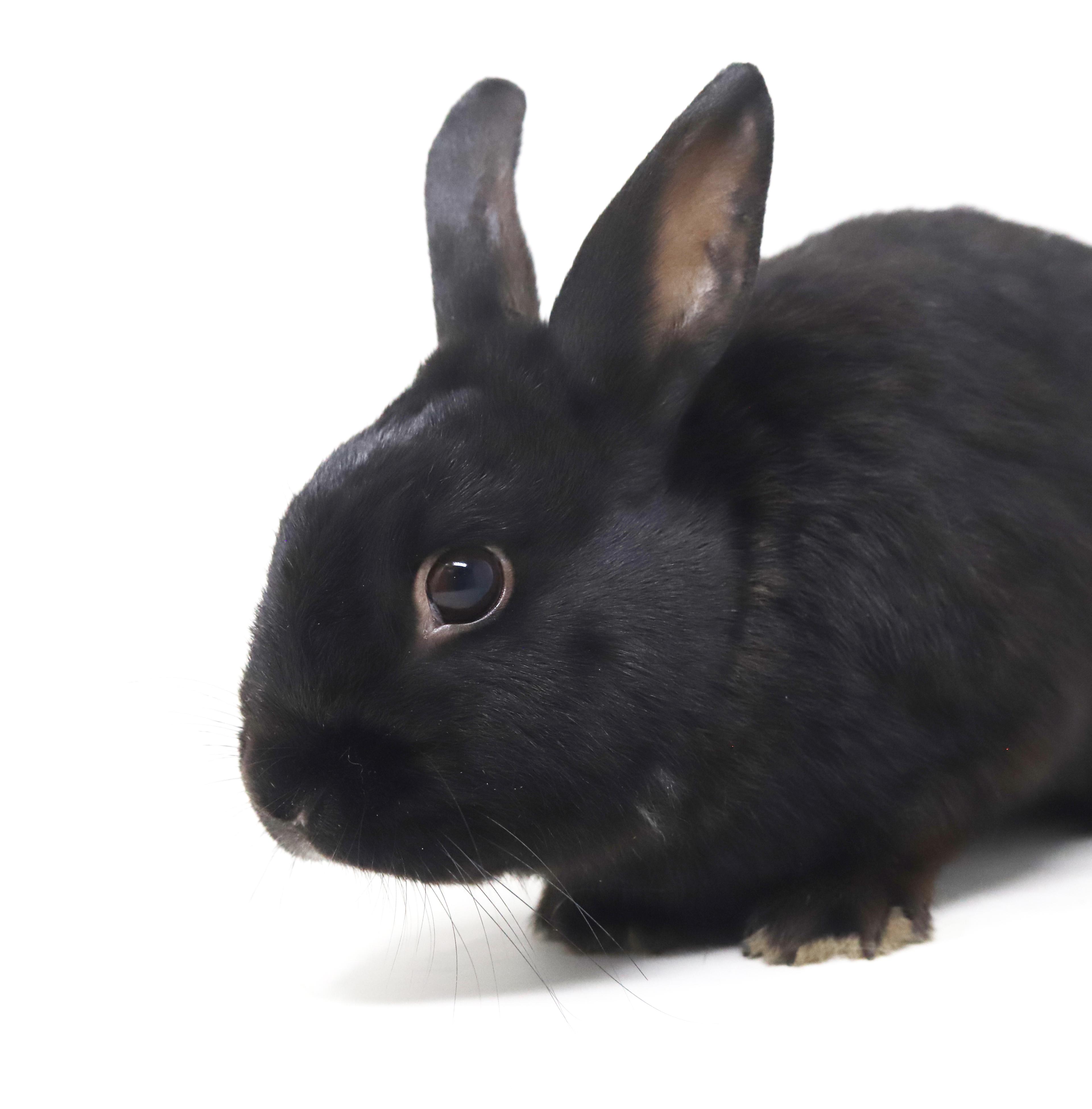 Enlarge Aladdin is our prince of cuddles n' snuggles THERAPY BUNNY WOW, a Adoptable Havana in Bedford Hills, NY image 5/6