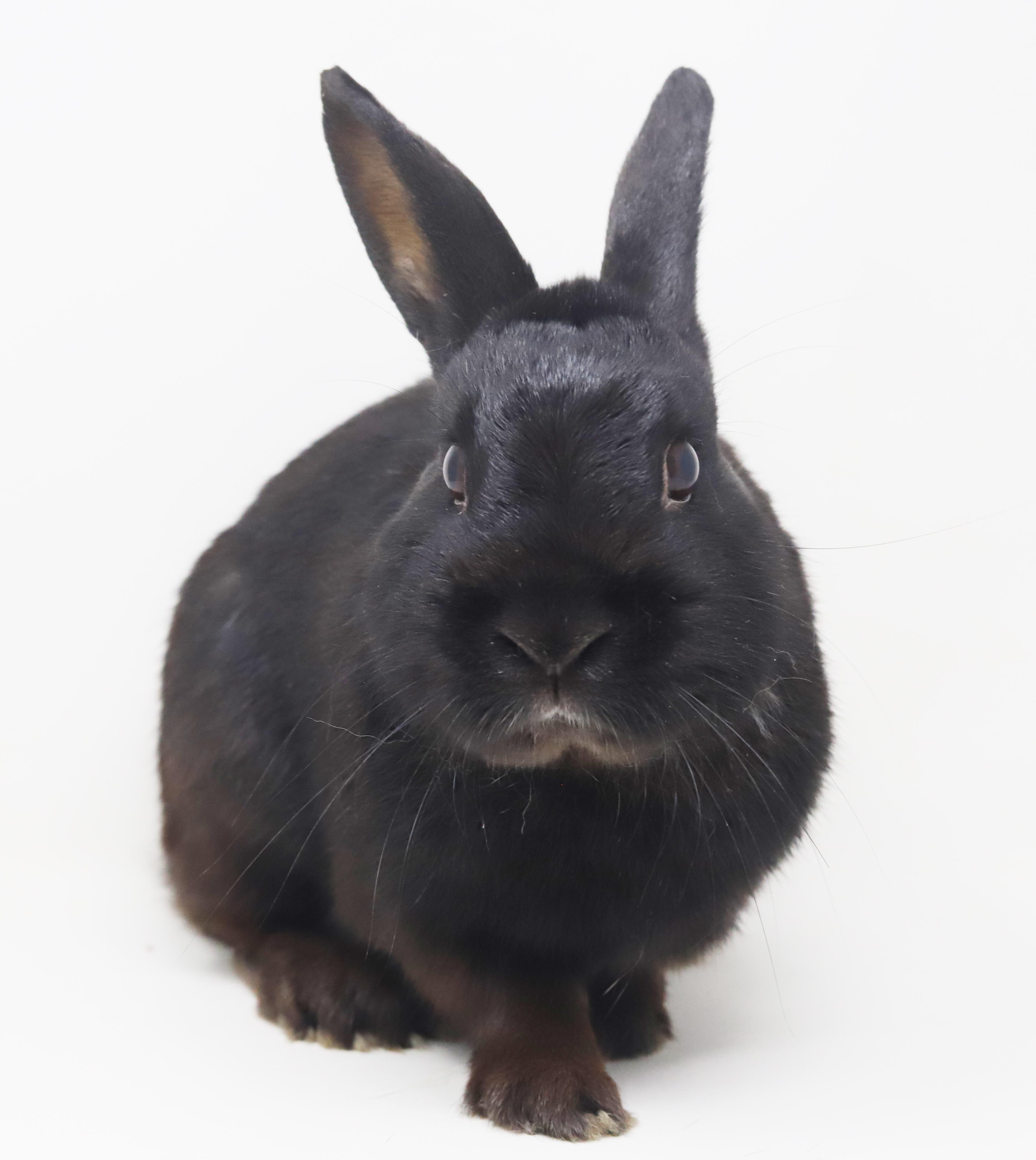 Enlarge Aladdin is our prince of cuddles n' snuggles THERAPY BUNNY WOW, a Adoptable Havana in Bedford Hills, NY image 1/6