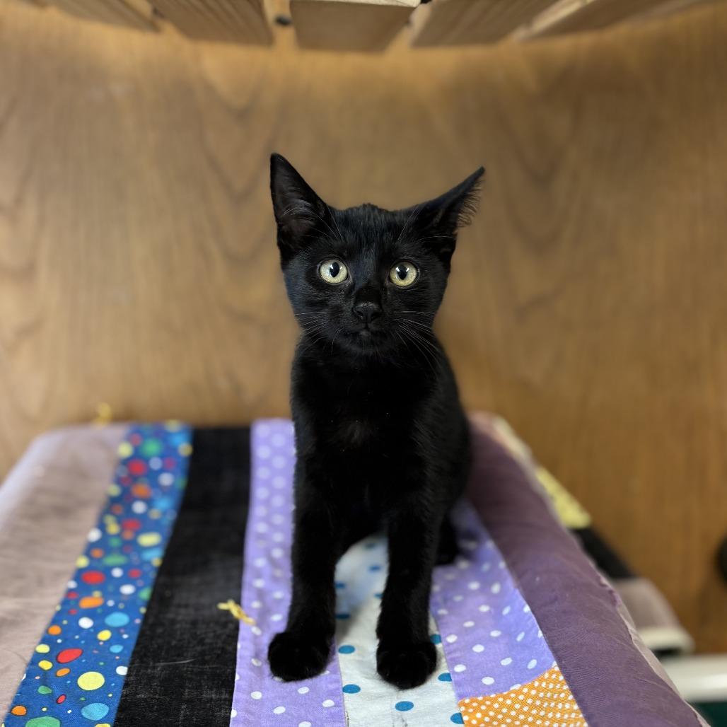 Enlarge Flat--In Foster, a Adoptable Domestic Short Hair in Fargo, ND image 2/2