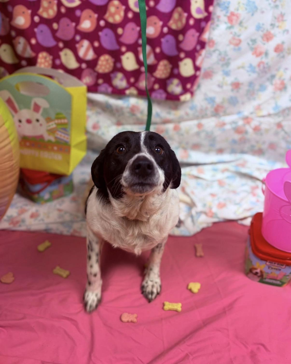 Enlarge Jazmine, an adopted mixed breed in Towanda, PA image 1/1