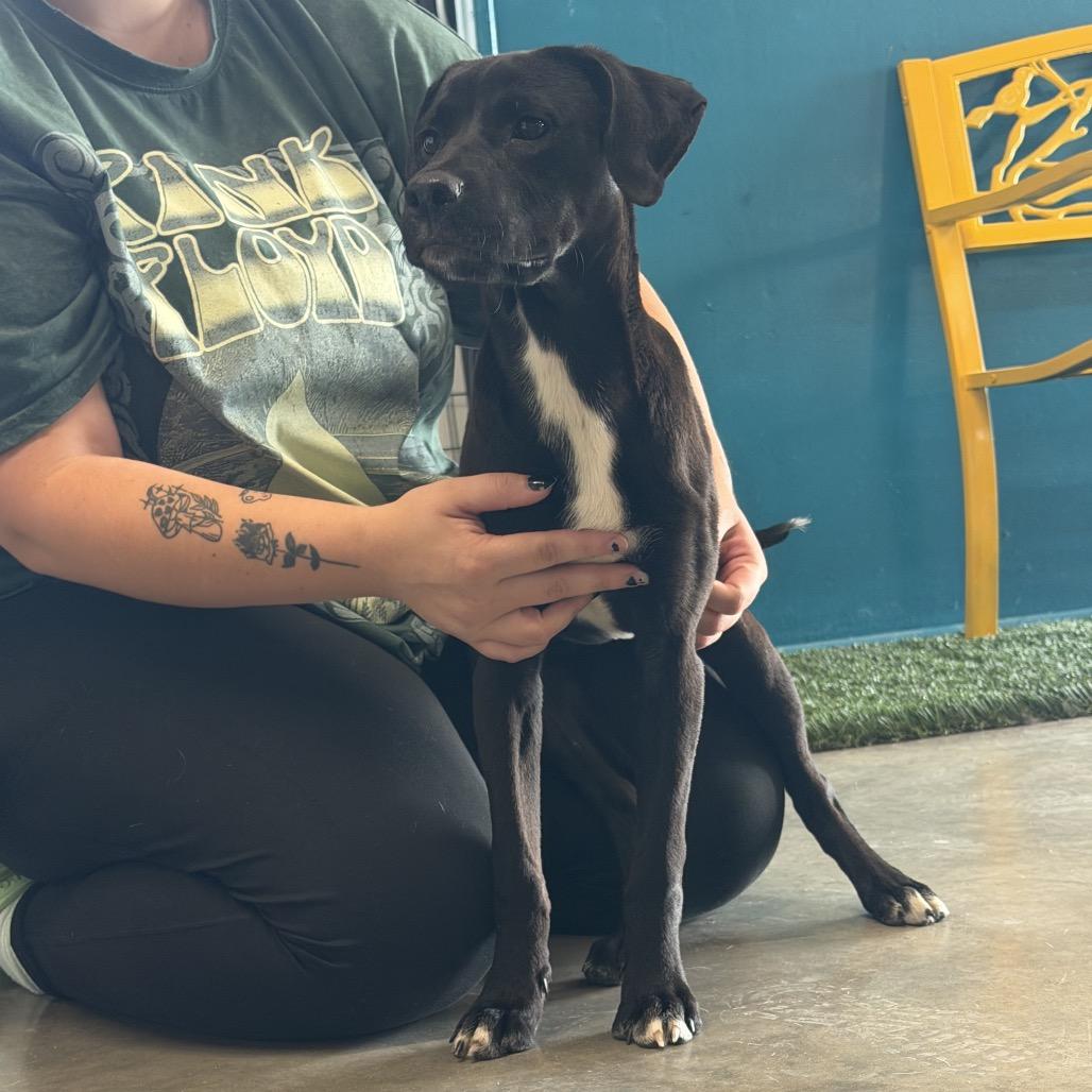 Oreo, Adoptable, Puppy Female Black Labrador Retriever.