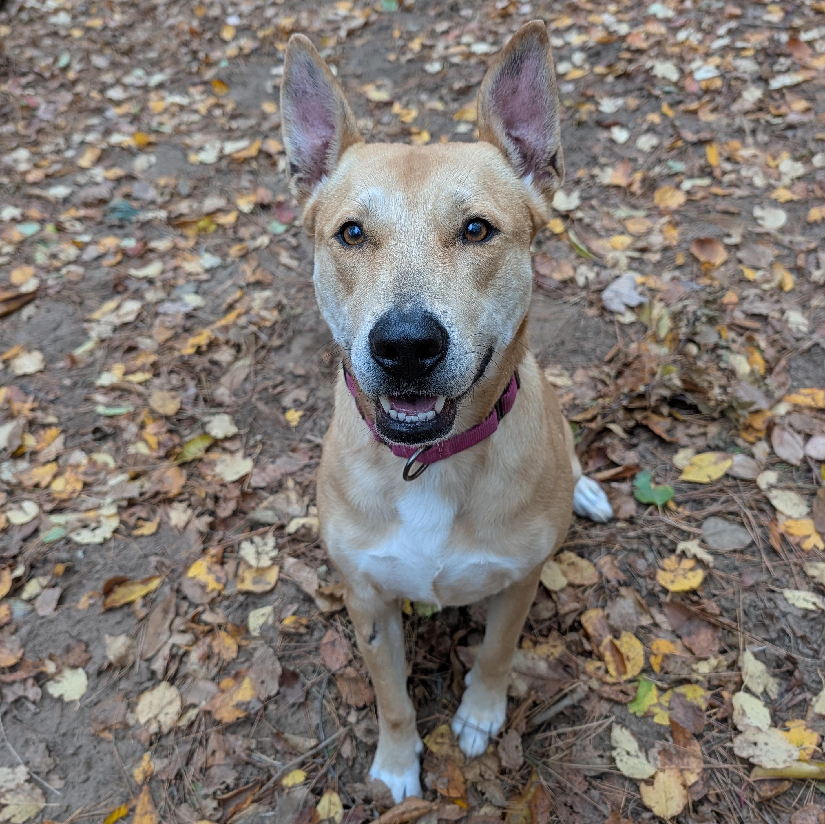 Piper, Adoptable, Adult Female Carolina Dog.