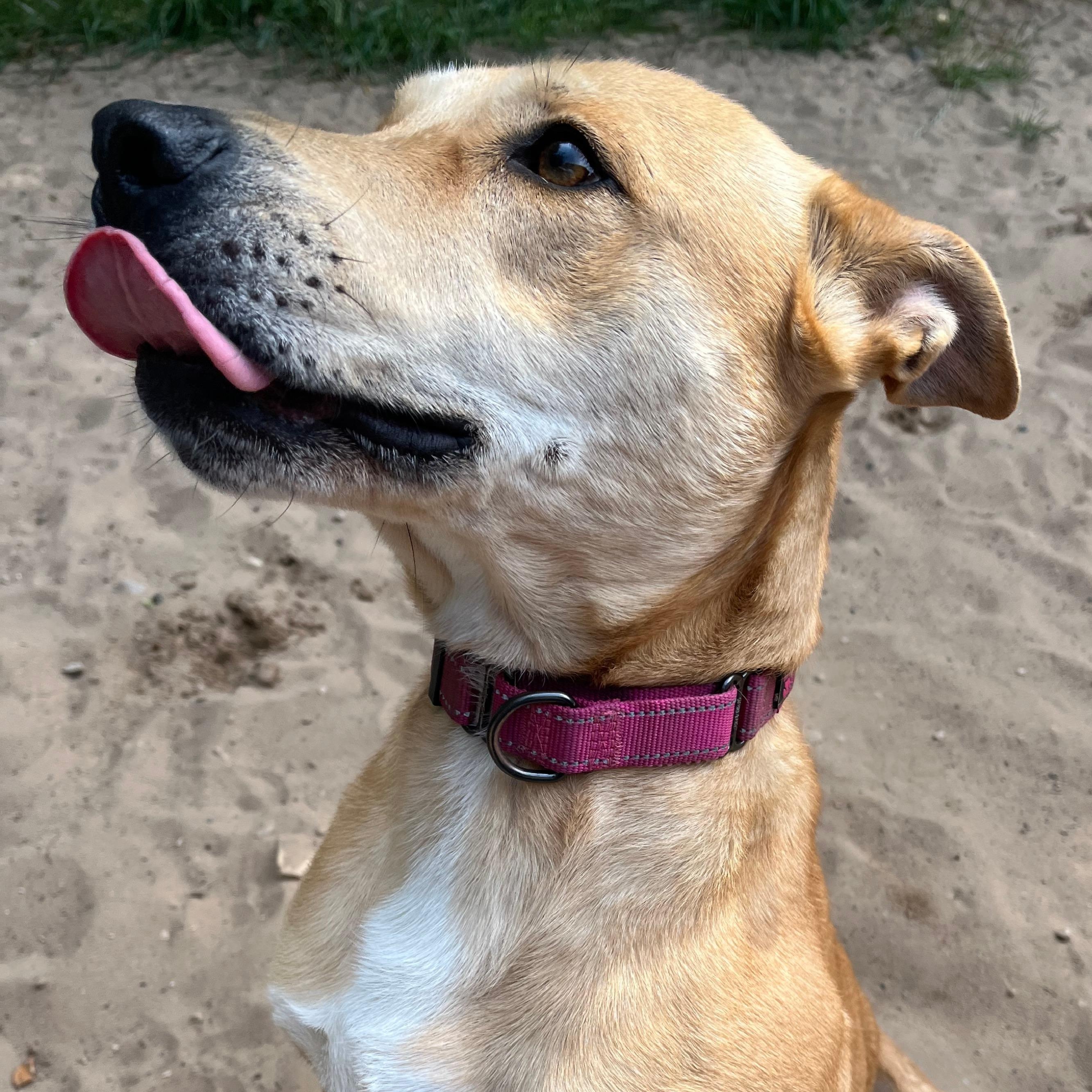 Piper, Adoptable, Adult Female Carolina Dog.