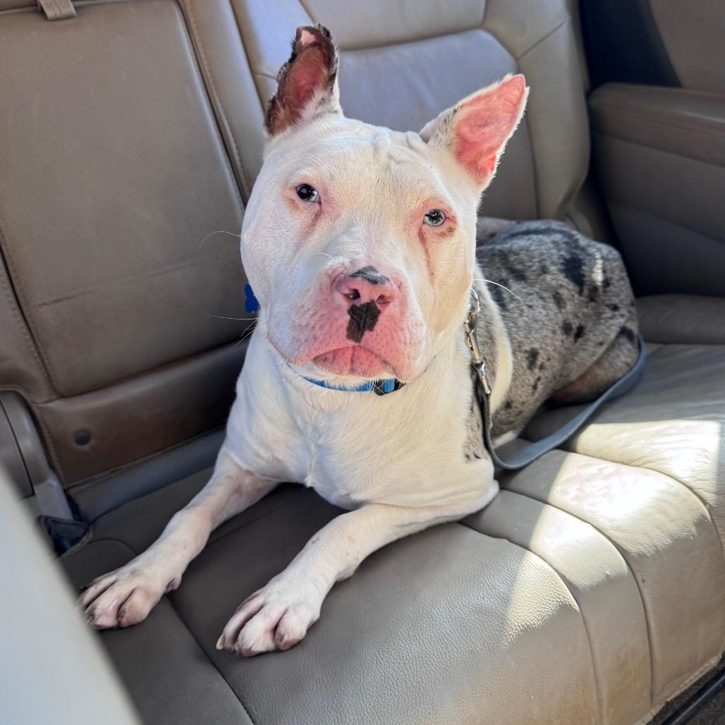 Kayak — thumbnail 3