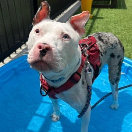 Kayak — thumbnail 5