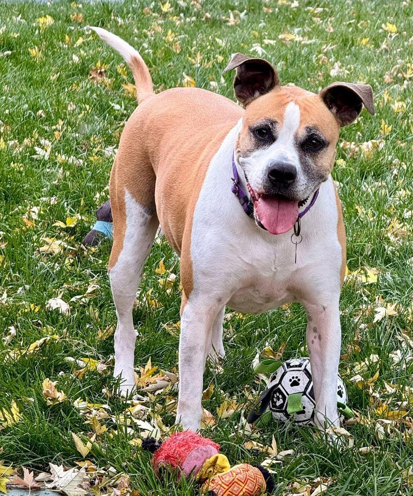 Hadlee, a Adoptable mixed breed in Denver, CO image 1/6