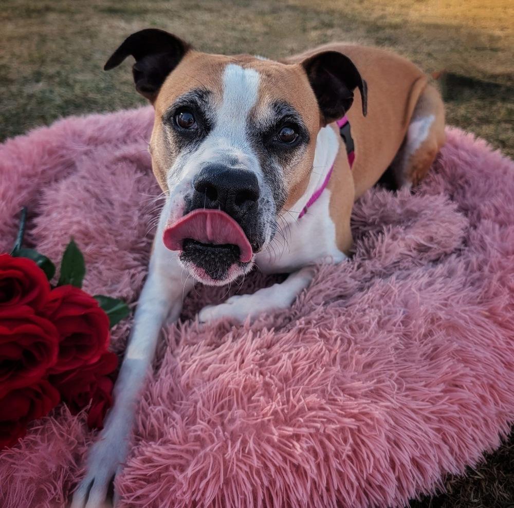 Enlarge Hadlee, a Adoptable mixed breed in Denver, CO image 2/6