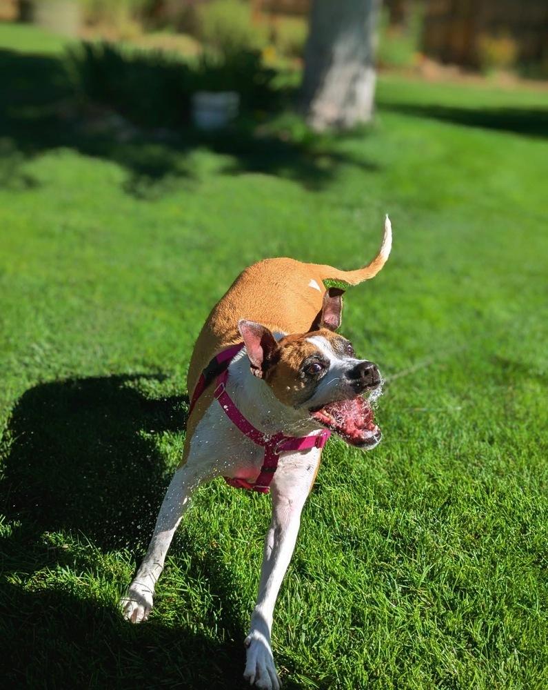 Hadlee, a Adoptable mixed breed in Denver, CO image 2/6