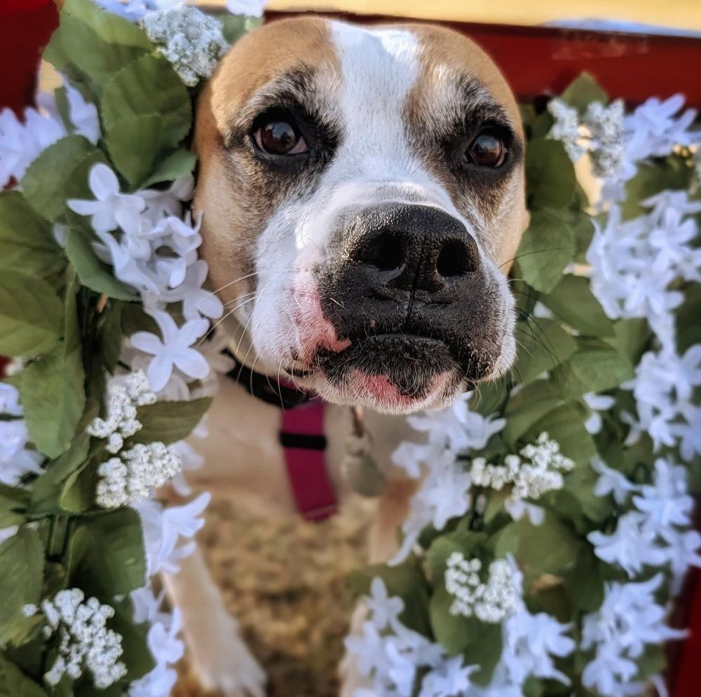 Enlarge Hadlee, a Adoptable mixed breed in Denver, CO image 3/6