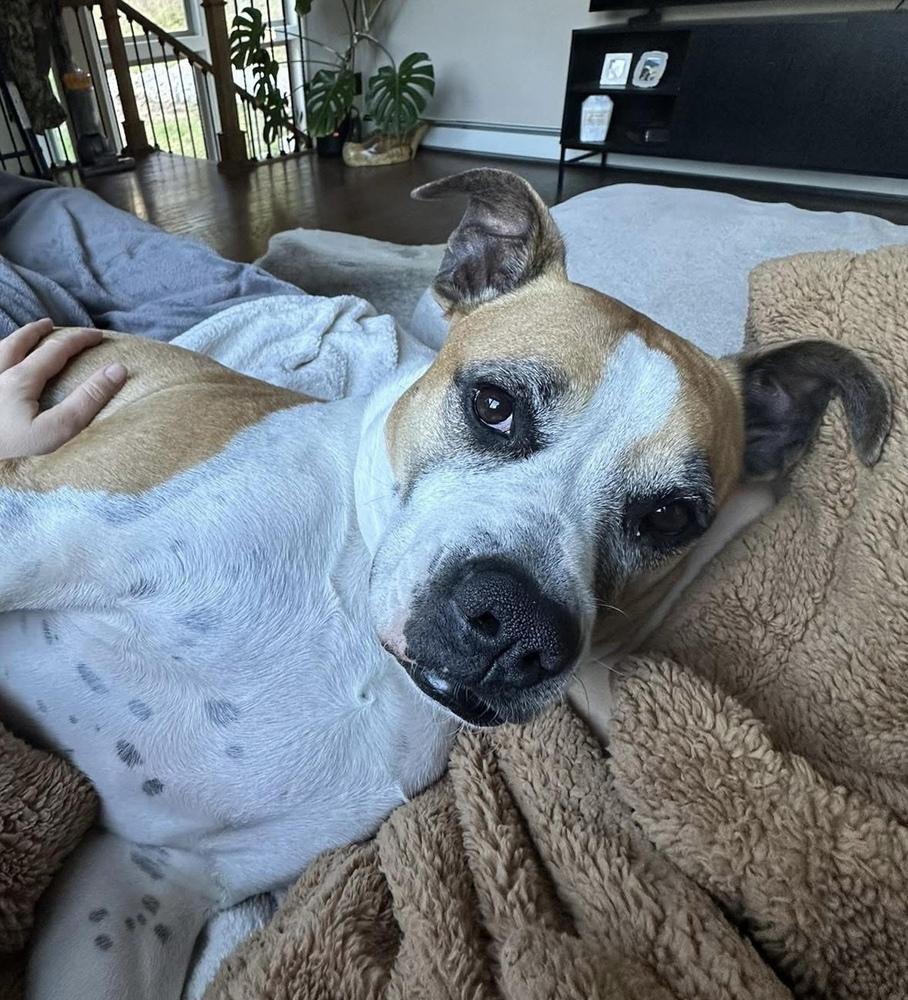 Hadlee, a Adoptable mixed breed in Denver, CO image 3/6