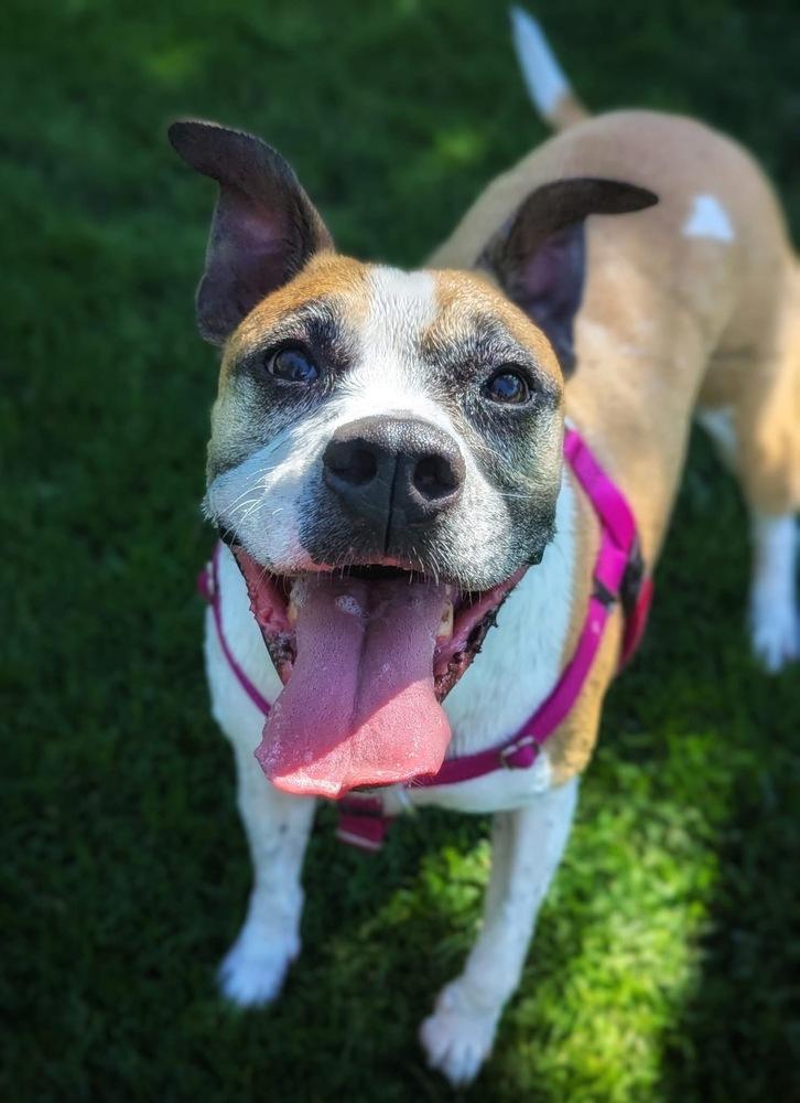 Hadlee, a Adoptable mixed breed in Denver, CO image 4/6