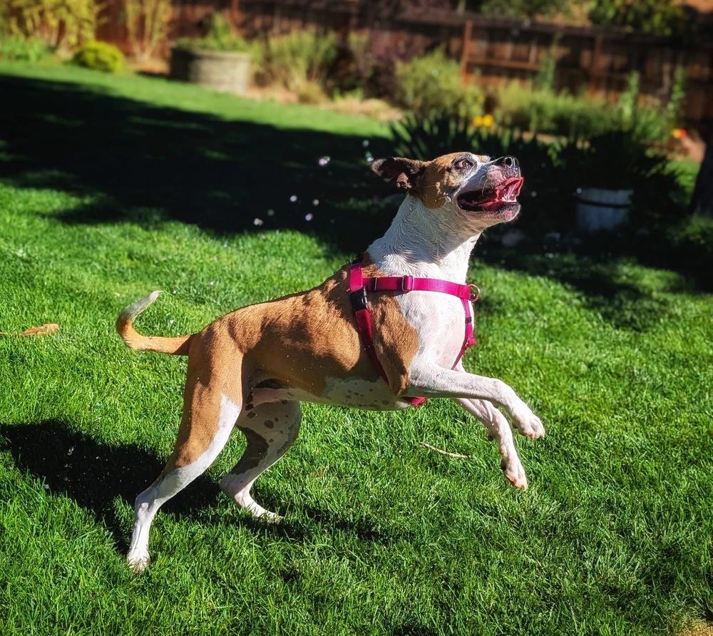 Hadlee, a Adoptable mixed breed in Denver, CO image 5/6