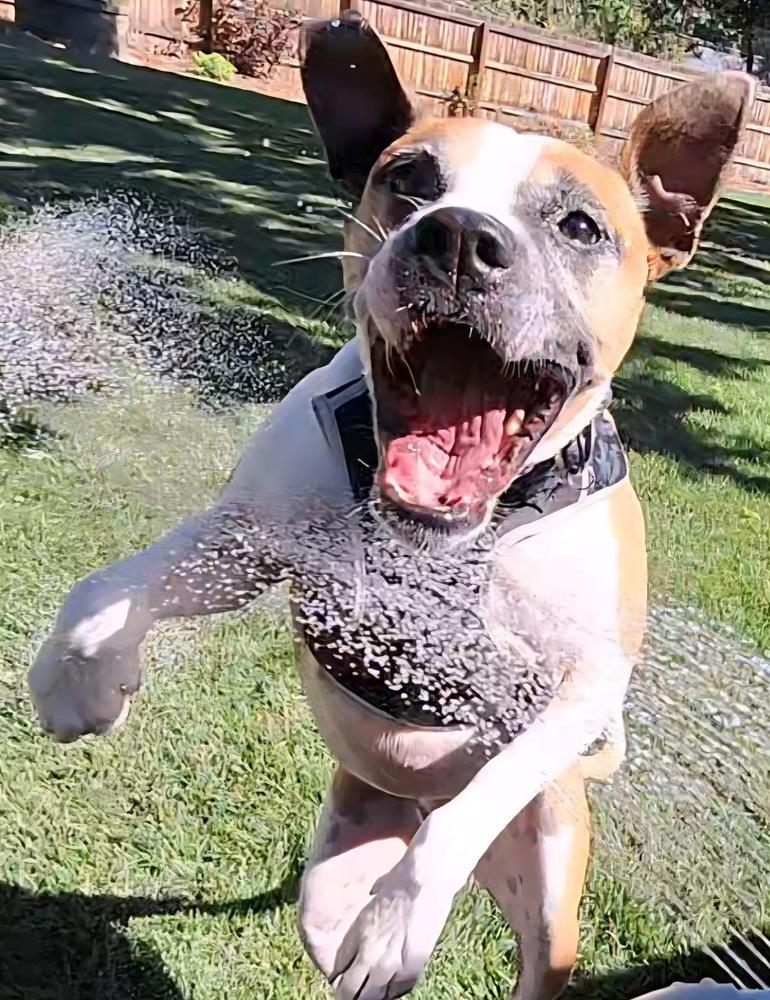 Hadlee, a Adoptable mixed breed in Denver, CO image 6/6